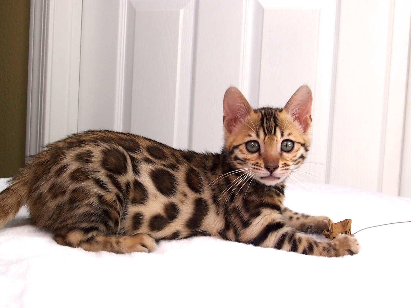 Bengal Kittens for Sale in PA