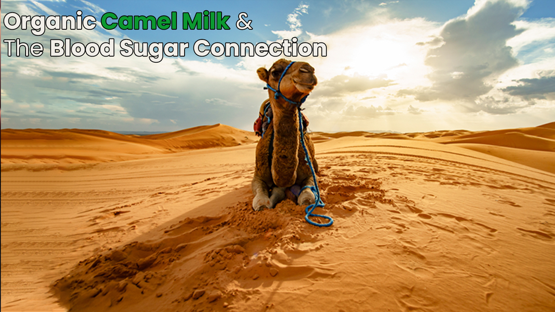 Organic Camel Milk & The Blood Sugar Connection