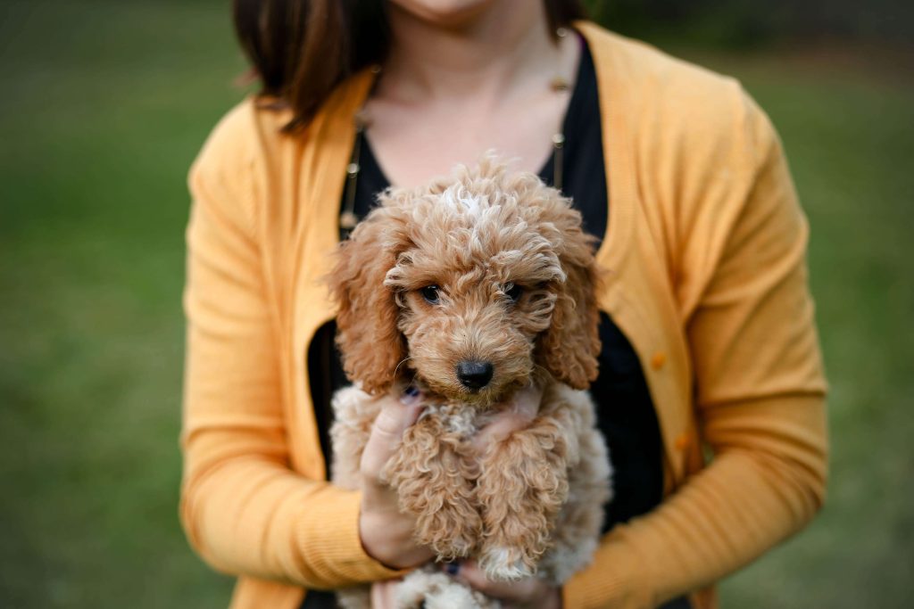 goldendoodles for sale in Florida